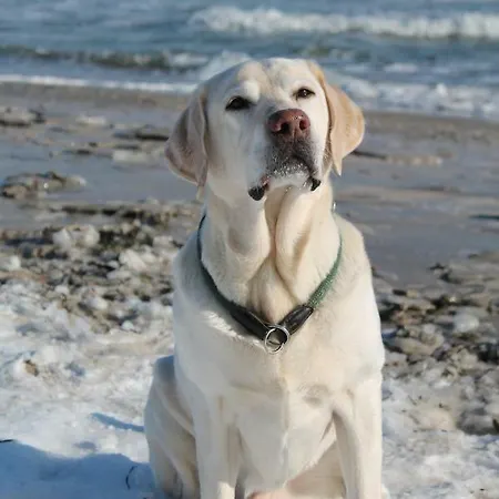 Forsthaus Wendt Apartment