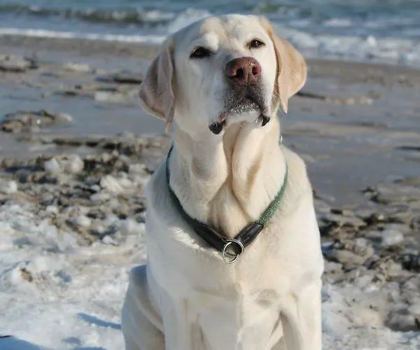 Forsthaus Wendt Apartamento