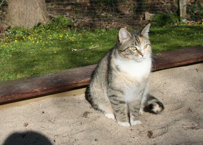 Apartamento Forsthaus Wendt *